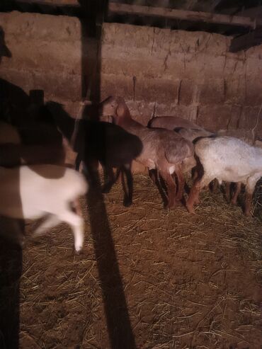 овцы гиссары: Продаю | Баран (самец) | Гиссарская | На забой