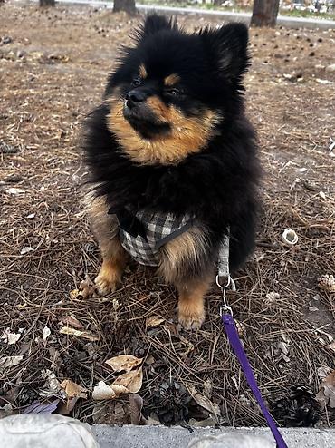 Продажа собак: Шпиц, 2 года, Самец, С прививкой — 9