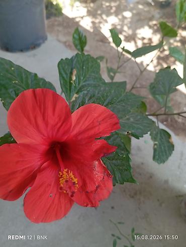 otaq arakesmeleri: Qırmızı hibiskus (Hibiscus rosa‑sinensis) saksı bitkisi - Rəng — 1