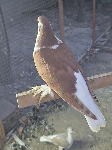 goyercin bazari: 1 cut qirmizi delfin — 5