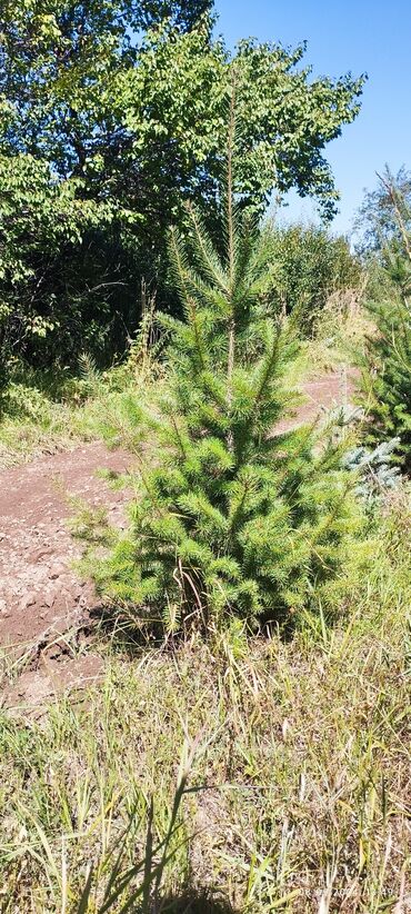Декоративные деревья: Саженцы деревьев: Ели, Бесплатная доставка — 15