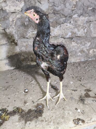 Cücələr: Toyuq cücələri, Damazlıq, Ünvandan götürmə — 9