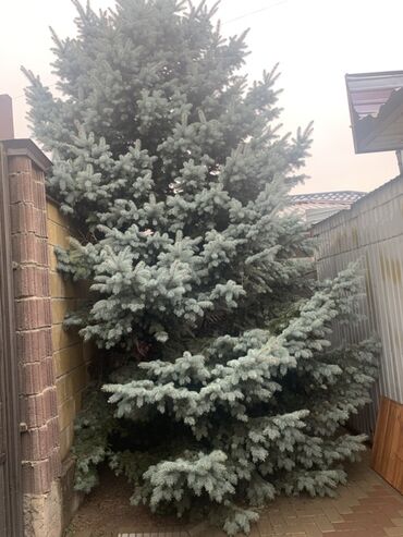 ёлка продаю: Ель голубая (Picea pungens ‘Glauca’) — крупное сформированное дерево