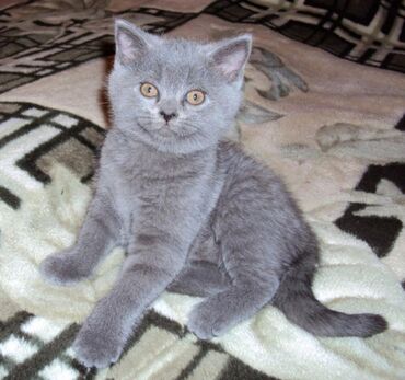 серый котенок: Отдаю даром в заботливые руки. Это девочка,ей 2 месяца. Она помесь
