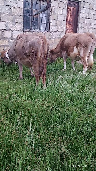 Inəklər, öküzlər: Simental tipli dişi inək - Rəng: açıq-qəhvəyi və ağ ləkəli - Sağım — 6