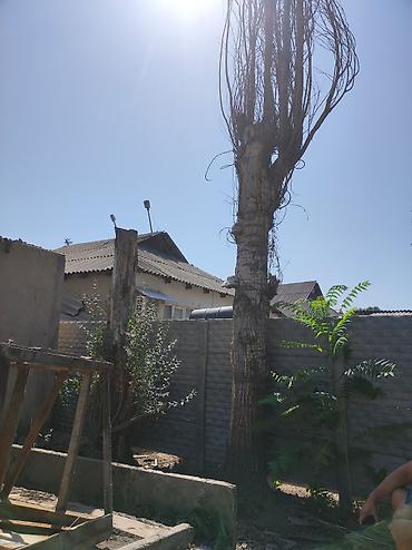 Отдам бесплатно