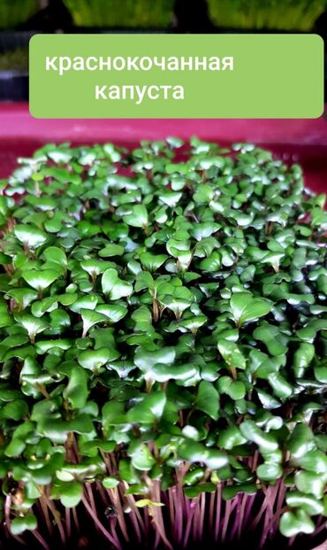 Здоровое питание: Продается вкусная красивая и очень полезная микрозелень в большом — 4