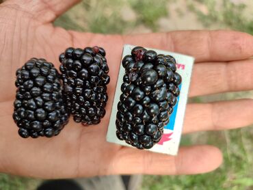 Фрукты и ягоды: Лохнесс. Саженцы безшипной ежевики (ежемалины). Сорт урожайный — 6