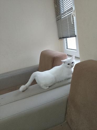 Pişiklər: Dişi, Yaxşı əllərə — 7