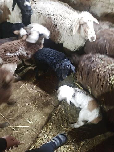 Баран, овца: Продаю | Ягненок | Для разведения | Матка — 4