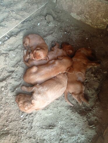 coban itlerinin satisi: 1 ay, Dişi lalafo.az -da coban itlerinin satisi: 1 ay, Dişi