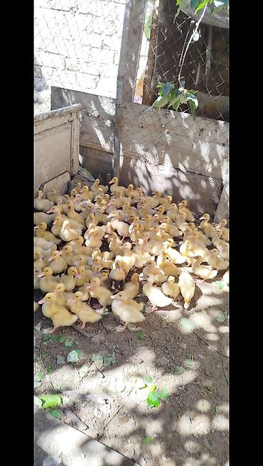 Salam tam sağlam Pekin kuban ordeklerdi 20 gunlukduler Ünvan masdaga