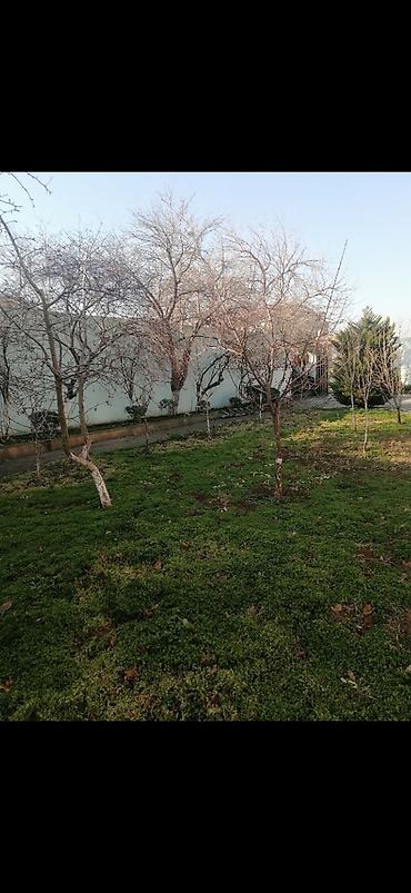 garden: Təmizlik | Həyətlər | Ümumi təmizlik — 7