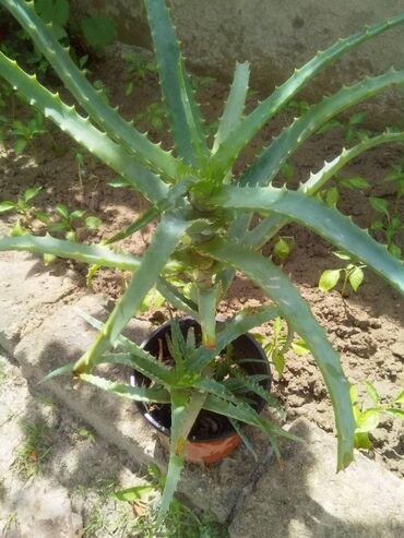 aloe gülü: Aloe gulleri satilir tecili