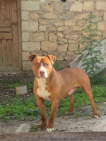 vəhşi it: Pitbul, 3 il, Erkək — 2
