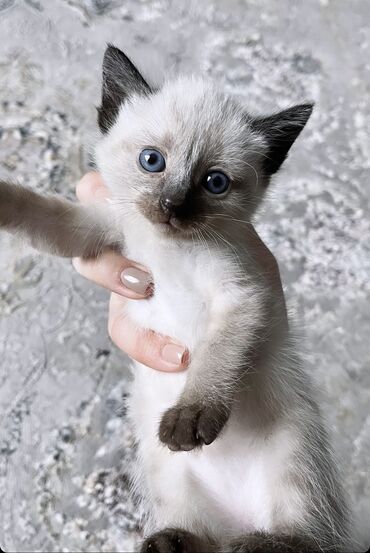 купить сиамских котят: Продается породистый котенок. Порода: белый сиамский. К лотку приучен