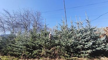 кра: Ели голубые (Picea pungens, «колючая ель») для озеленения. - Плотная — 1