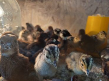 перепелиные яица: Продаю птенцов фазана румынского и охотничьего. Возраст 3 недели -