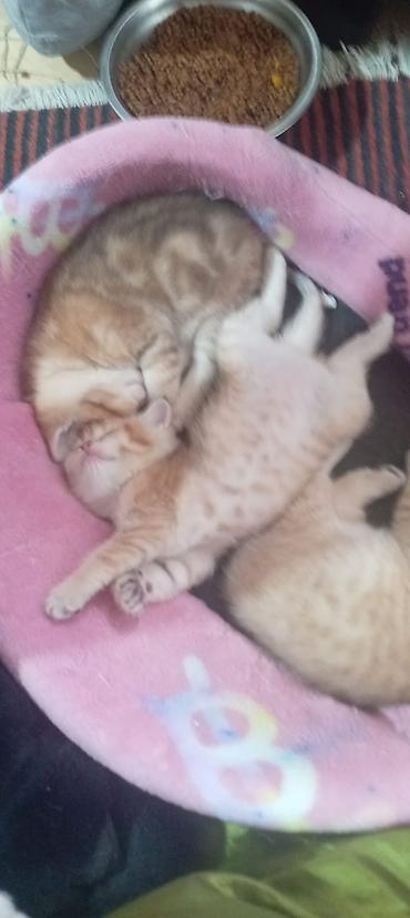 Pişiklər: Britan, Yaxşı əllərə — 5