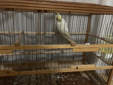 Tutuquşları: 3 ayliq korella bala qefesle birlikde 50 m qefessiz 30 m