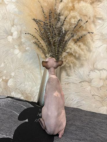 heyvan sikisi: Sfinks — 3