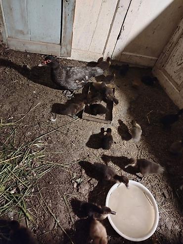 ördək balası və cücə: Salam 21 bala 1ana 1ayliq cucelerdi saglam vitamin verilib. Atasida — 4