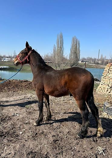 Лошади, кони: Продаю | Конь (самец), Жеребенок | Для разведения, Конный спорт at lalafo.kg — 1 Лошади, кони: Продаю | Конь (самец), Жеребенок | Для разведения, Конный спорт — 1