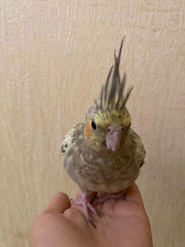 Tutuquşları: Korella,öz papuqaymızdı,bala vaxtdan saxlayırıq 6 aylıqdı, ələ — 5