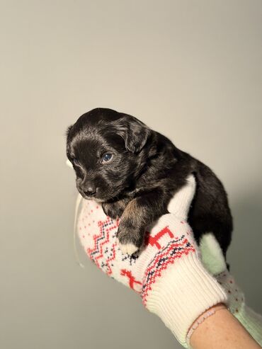 Продажа собак: 🎁 Ищете идеальный подарок к Новому году? Маленький хвостик, который — 7