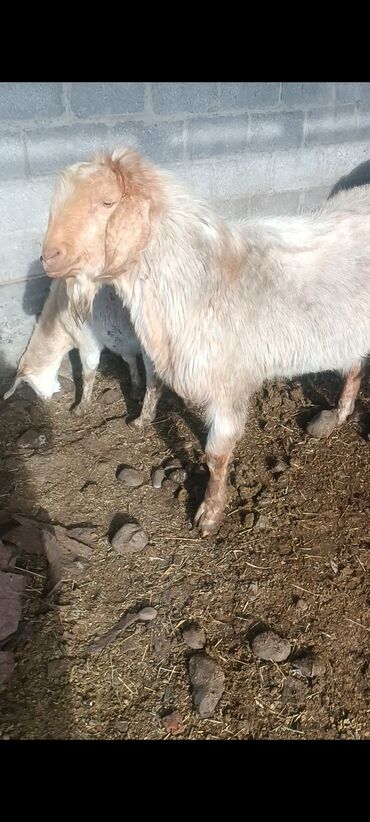 Козы, козлы: Продаю | Козёл (самец) | Битал | Осеменитель — 8