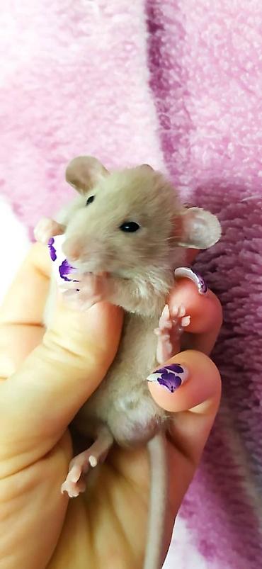 Другое: Привет друзья !!! Питомник Rat haus Love предлагает долгожданный помет — 2