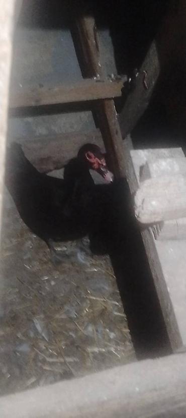 Erkək, | Lal ördək, Damazlıq