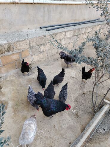 xarko: Toyuq, Australorp, Damazlıq, Ünvandan götürmə, Ödənişli çatdırılma