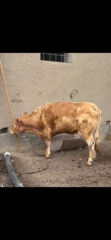 Inəklər, öküzlər: Satlıq heyvan – inək ilə buzov dəsti - Növ: inək və yanında erkək — 11