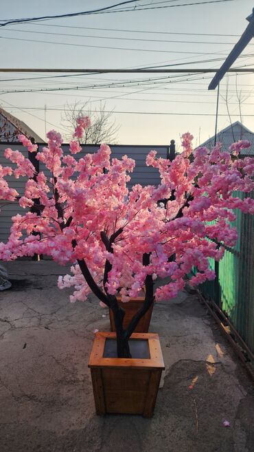 Декоративные цветы: Сакура искусственное дерево высота 2 м ширина 2 м цена от 1000 сом at lalafo.kg — 18 Декоративные цветы: Сакура искусственное дерево высота 2 м ширина 2 м цена от 1000 сом — 18