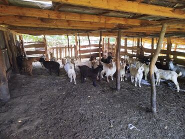 saanen keçiləri: Razılaşma yoluynan