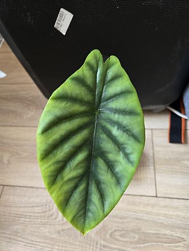 Филодендроны: Сциндапсусы,сансевиерии ва,алоказия,бегония макулата монстера — 9