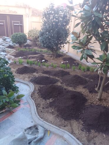 Torf: Torf kakabit peyin qara torpaq satışı 150 ədədən çox alana -da lalafo.az — 12 Torf: Torf kakabit peyin qara torpaq satışı 150 ədədən çox alana — 12