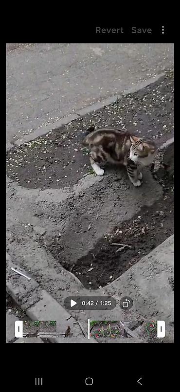 Находка и пропажа кошек: Пропал кот в районе панфилова/жибек-жолу, пропал в сентябре. Кот — 8