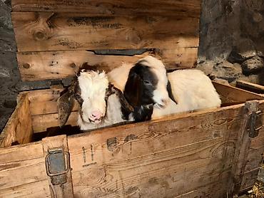 Козы, козлы: Продаю | Козлёнок | Для разведения — 4