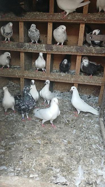 goyercinler: Salam qiymətdə razılaşma olacağ xaricə getdiyim üçün təcilli satılır — 6