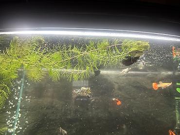 akvarum: Zavod Tetra akvarium. Tam sbor butun alsesuarla birlikdə. Bahalı — 6