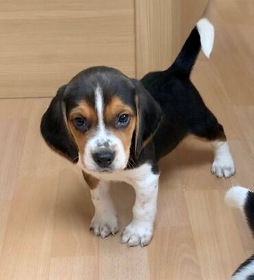 Cute and lovely male and female beagle puppies for sale, up to date