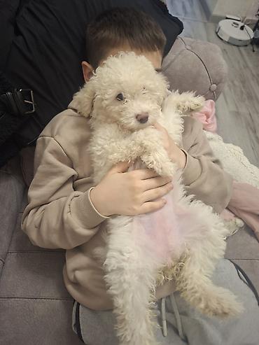 İtlər: Pudel, Dişi — 3