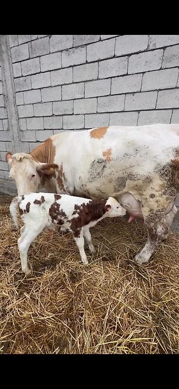 Inəklər, öküzlər: Satılır: inək buzovu ilə birlikdə - Cins tipi: Simental tipli — 1