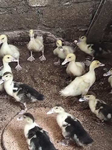 qaz ve ordek satisi: Ördək və çoxsaylı balalar görünür. lal ördəklər 25 günlük — 2