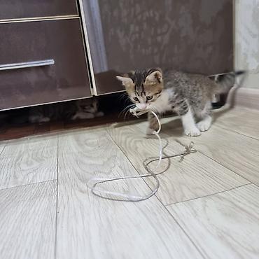 котята норвежской лесной кошки: Котята, полосатики и тигровые — домашние малыши - Порода: беспородные — 4