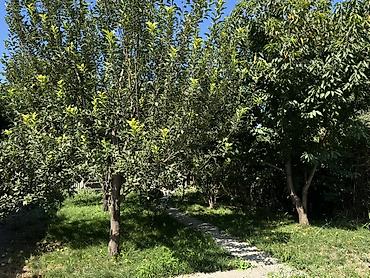 первое: 6 комнат и более, 120 м², 6 соток, Нижняя Ала-Арча, Собственник — 7