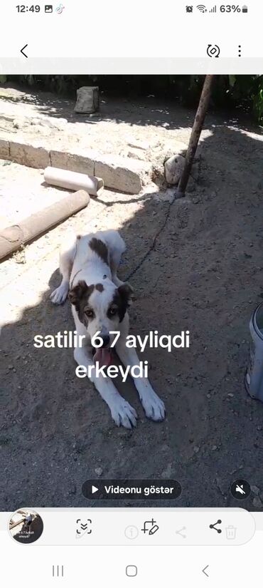 it sekilleri: Qurdbasar, 7 ay, Erkek, Peyvəndli