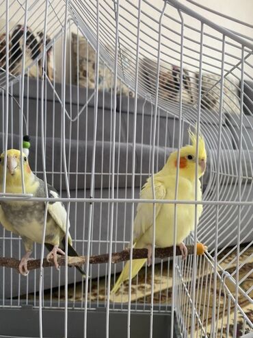 котики в добрые руки: Satılır parlaq sarı rəngli korella papağan! 💛 Evə xoş enerji və sevinc